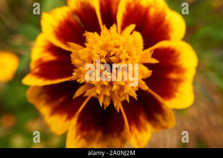 Jaune, orange, couleur d'or et de fleurs de souci (Tagetes) une journée d'automne. Banque D'Images