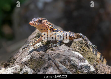 Contrôle de l'eau d'Asie (Varanus salvator) Banque D'Images