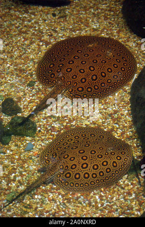 Leopard ou Ocellate river stingray, Potamotrygon motoro Banque D'Images