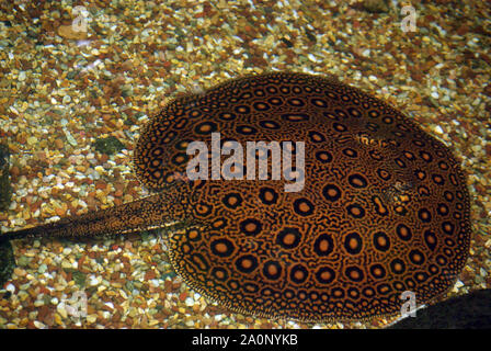 Leopard ou Ocellate Potamotrygon motoro stingray, rivière Banque D'Images
