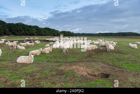 Troupeau de moutons sur terre de bruyère à Ede en Hollande Banque D'Images