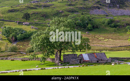 Moutons paissent à côté d'une grange en ruine dans la vallée du MCG dans le Croesor Moelwyn Montagnes de Snowdonia, le Nord du Pays de Galles. Banque D'Images