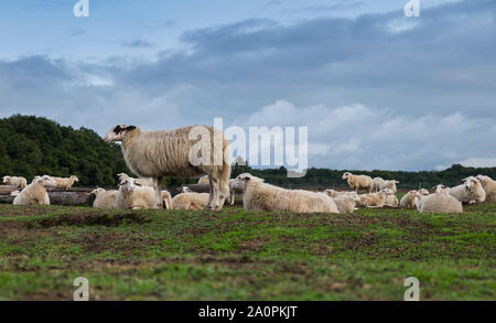 Troupeau de moutons sur terre de bruyère à Ede en Hollande Banque D'Images