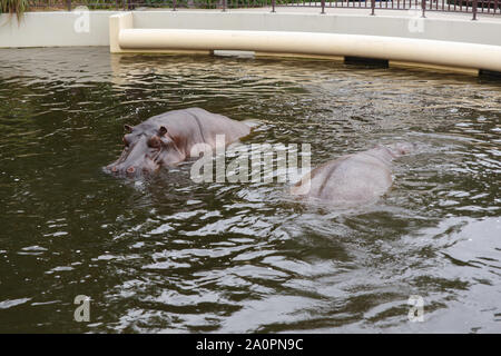 Deux piscines d'hippopotames au niveau de l'eau dans le zoo de Varsovie, d'hippopotame, Behemoth, Rivière-cheval. Hippo. Banque D'Images