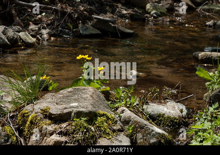 Fleurs dans la montagne Plana, Bulgarie Banque D'Images