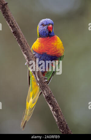 Rainbow Lorikeet adultes, Trichoglossus moluccanus, perché sur une branche, Queensland, Australie Banque D'Images