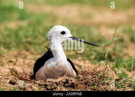 Femme Black-winged Stilt, Himantopus himantopus, sur le sol, nid d'oiseaux de Keoladeo Ghana, Bharatpur, Rajasthan, Inde Banque D'Images