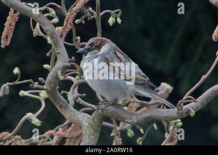 Mâle en mue Moineau domestique (Passer domesticus) dans un jardin à Husum, Allemagne Banque D'Images
