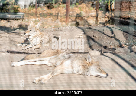 Profitez du soleil des loups au zoo Banque D'Images