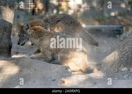 Couper les loups dans l'autre et jouer après une pause de l'après-midi Banque D'Images