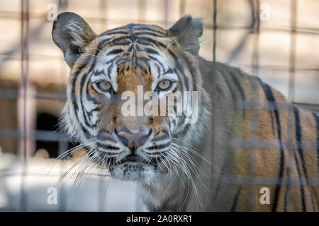 Portrait d'un tigre de Sibérie derrière les barreaux dans une cage de zoo Banque D'Images