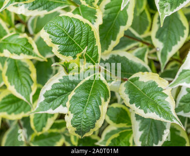 Détail de feuilles de weigela florida variegata piscine en plein air et lumière du jour Banque D'Images