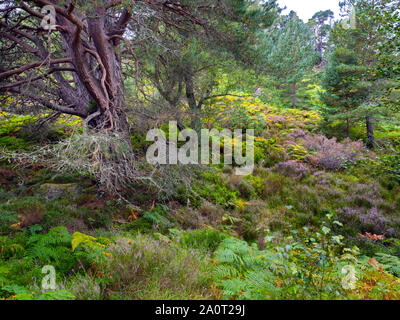 Bracken,heather,de bouleaux et de pins sylvestres Loch an Eilein Ecosse Banque D'Images