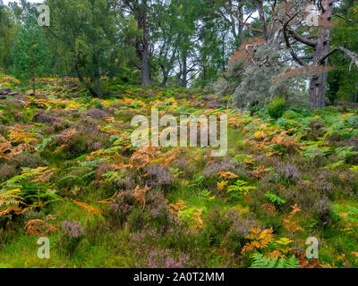Bracken,heather,de bouleaux et de pins sylvestres Loch an Eilein Ecosse Banque D'Images