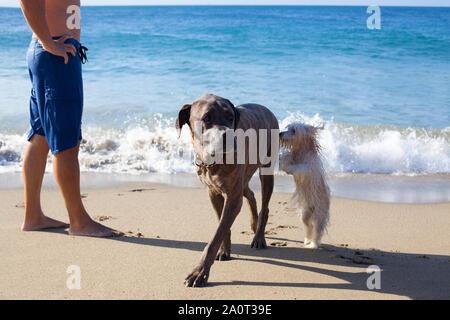 Petit Chien Blanc Jouant Avec Des Jets Deau Dune Fontaine