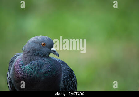 Portrait d'un pigeon Banque D'Images