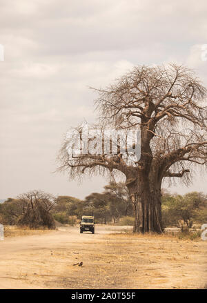 Safari en voiture dans un parc national en Tanzanie Banque D'Images