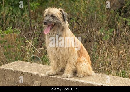 Un Berger Des Pyrénées À Poil long chien Banque D'Images