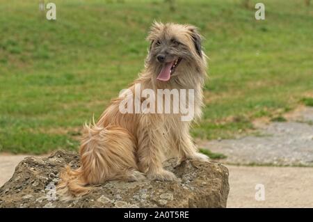 Un Berger Des Pyrénées À Poil long chien Banque D'Images