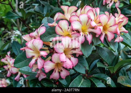 Singapour - Mars 22, 2019 : Jardins de la baie, les nuages du dôme. Gros plan du jaune-rose-blanc fleurs soutenues par le feuillage vert. Banque D'Images