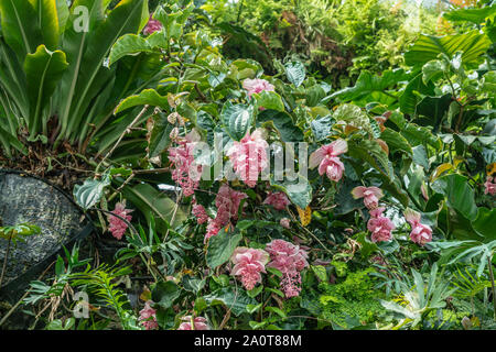 Singapour - Mars 22, 2019 : Jardins de la baie, les nuages du dôme. Libre de lumière fleurs rose soutenu par le feuillage vert. Banque D'Images