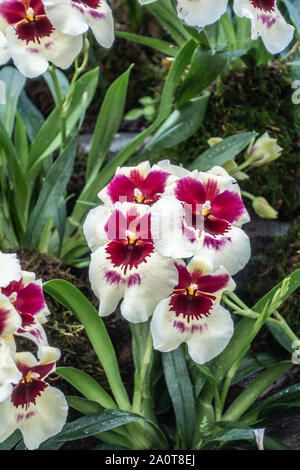 Singapour - Mars 22, 2019 : Jardins de la baie, les nuages du dôme. Gros plan du blanc et bordeaux, red orchid contre plante verte arrière-plan. Banque D'Images