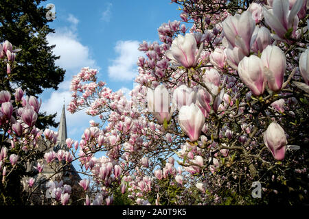 09 avril 2019, Berlin : un magnolia en fleurs se tient sur le terrain de l'église dans l'Luisenstadt je de Kreuzberg. Photo : Stefan Jaitner/dpa Banque D'Images