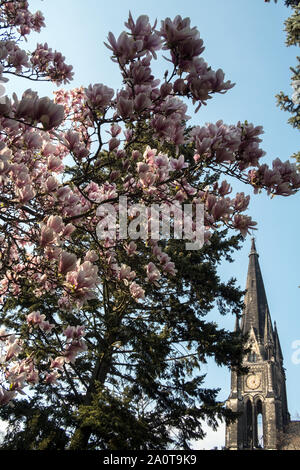 09 avril 2019, Berlin : un magnolia en fleurs se tient sur le terrain de l'église dans l'Luisenstadt je de Kreuzberg. Photo : Stefan Jaitner/dpa Banque D'Images