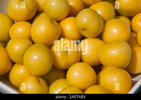 Libre de mirabelles, parfois connu sous le nom de cherry prunes ou pruneaux Mirabelle. Petit fruit jaune délicieux à manger et pas commun. Banque D'Images