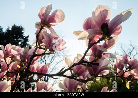 09 avril 2019, Berlin : un magnolia en fleurs se tient sur le terrain de l'église dans l'Luisenstadt je de Kreuzberg. Photo : Stefan Jaitner/dpa Banque D'Images