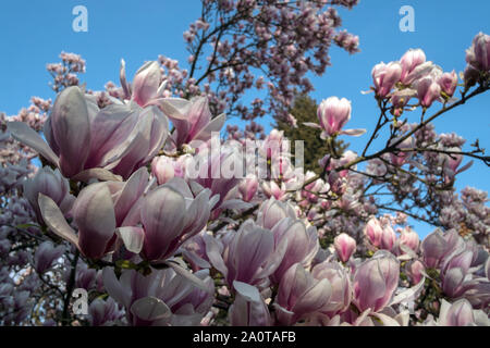 09 avril 2019, Berlin : un magnolia en fleurs se tient sur le terrain de l'église dans l'Luisenstadt je de Kreuzberg. Photo : Stefan Jaitner/dpa Banque D'Images