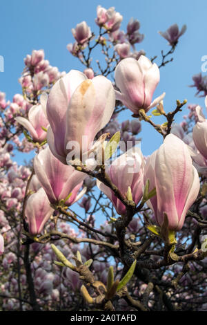 09 avril 2019, Berlin : un magnolia en fleurs se tient sur le terrain de l'église dans l'Luisenstadt je de Kreuzberg. Photo : Stefan Jaitner/dpa Banque D'Images