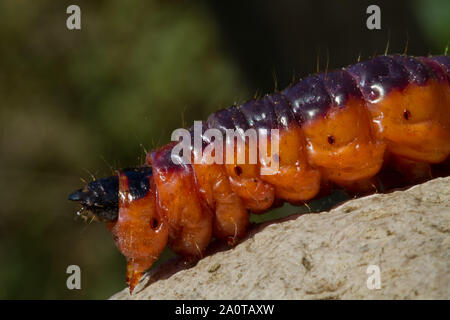 Close-up de la grande brune orangé/rouge et noir caterpillar de la Chèvre d'amphibien, cossus Cossus