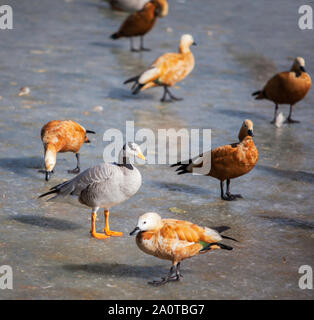 Ruddy shelducks et bar-dirigé les oies l'hiver à un étang gelé à Lhassa, Tibet Banque D'Images