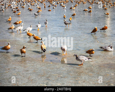 Les oies à tête de bar et ruddy shelducks l'hiver à un étang gelé à Lhassa, Tibet Banque D'Images