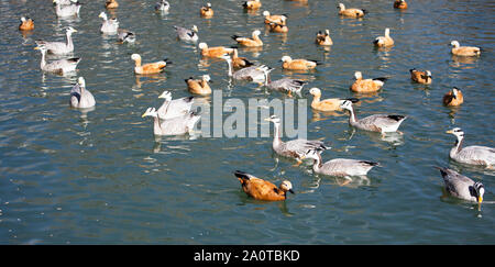 Les oies à tête de bar et ruddy shelducks hivernant dans Lhassa, Tibet Banque D'Images