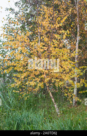 Les jeunes bouleaux (Betula) arbre à feuillage de l'automne Banque D'Images