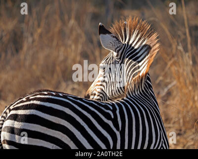 La lumière du soleil qui brille sur le gingembre-tipped mane de zèbre de Crawshay endémiques (Equus quagga crawshayi) dans les prairies sèches d'or de South Luangwa, en Zambie, l'Afrique Banque D'Images