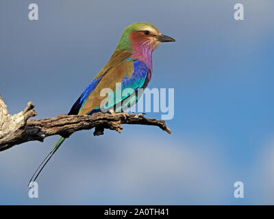 Lilas colorés-breasted Roller (Coracias caudatus) avec longue queue banderolles hawking de percher sur branche morte dans la région de South Luangwa NP, Zambie, Afrique du Sud Banque D'Images