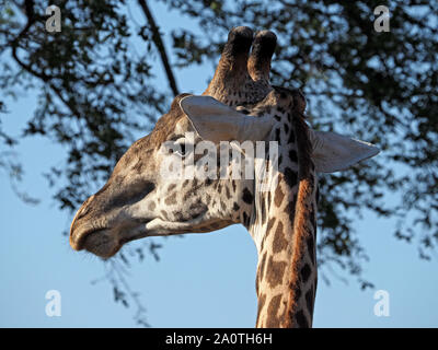 Chef de l'Thornicroft endémique Girafe (Giraffa camelopardalis) thornicrofti un écotype, montrant ossicônes ou cornes dans South Luangwa, en Zambie,Afrique Banque D'Images