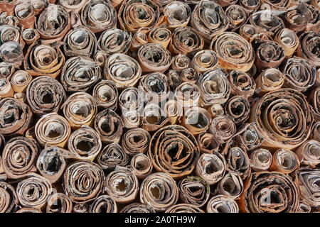 Rouleaux de texture de fond d'écorce de bouleau. Détails de l'écorce de bouleau laminé d'arbre. Banque D'Images