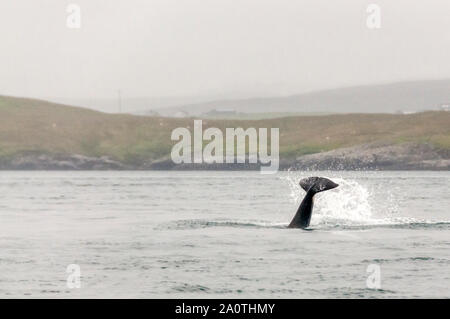 De la nageoire caudale, un Épaulard Orcinus orca, la chasse au phoque, Shetland Voe Dury dans l'Atlantique Nord. Banque D'Images