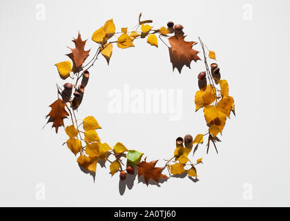 Automne fond avec une forme arrondie de glands de chêne et de feuilles de bouleau. Tournage d'art avec lumière dure et difficile shadows Banque D'Images