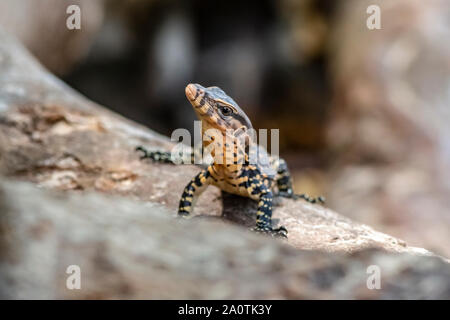 Contrôle de l'eau d'Asie (Varanus salvator) Banque D'Images