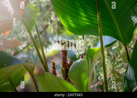 Peu spiderhunter (Arachnothera longirostra) Banque D'Images