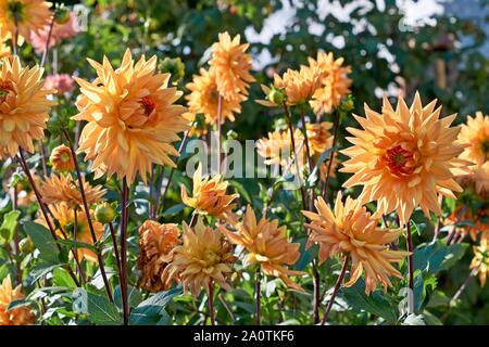 Dahlia fleurs de jardin en automne. Fleur Dahlia dahlia gros plan, fleur en pleine floraison dans le jardin Banque D'Images