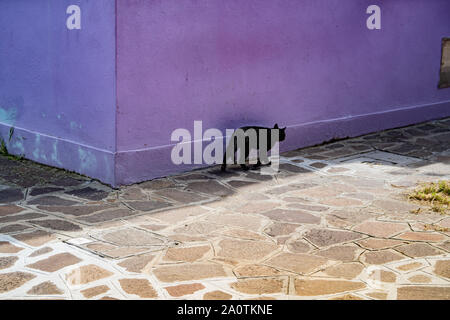 Un symbole de chance. Un chat noir marche contre un mur / violet lilas. Maisons colorées sur l'île de Burano, Italie Banque D'Images