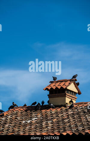 Pigeons sur un toit de tuiles en terre cuite, Torcello, Italie Banque D'Images