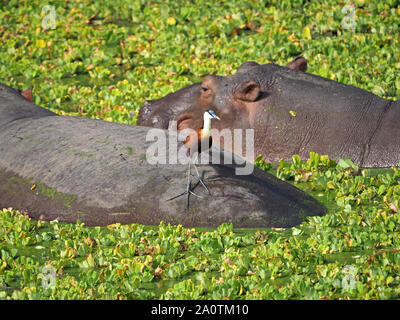 Hippopotame (Hippopotamus amphibius) avec Jacana (Actophilornis africanus) dans la région de lagoon chou plein d'eau (Pistia stratiotes), South Luangwa en Zambie Banque D'Images