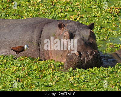 Hippopotame (Hippopotamus amphibius) avec Jacana (Actophilornis africanus) dans la région de lagoon chou plein d'eau (Pistia stratiotes), South Luangwa en Zambie Banque D'Images